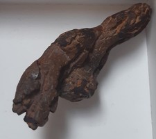 Coprolite fossile cretaceo usato Coprolite fossile cretaceo usato  Levico Terme