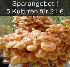 Sparangebot flümy pilze gebraucht kaufen  Berlin