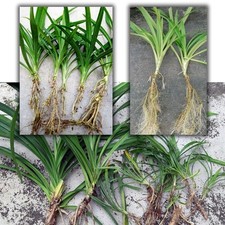 Pandanus amaryllifolius pandan d'occasion  Expédié en Belgium
