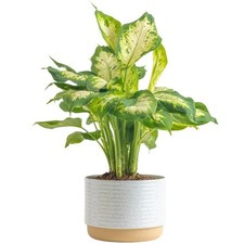 Dieffenbachia live plant for sale  Pittston