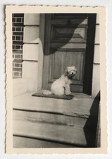 Petit chien blanc d'occasion  Rouen-