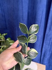 Hoya polyneura albomarginata for sale  LONDON
