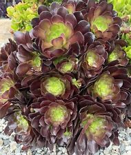 Cuttings black rose for sale  El Monte