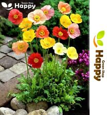 Iceland poppy artists for sale  DONCASTER