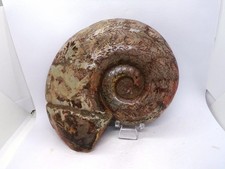 Magnifique ammonite 15 d'occasion  Bruay-sur-l'Escaut