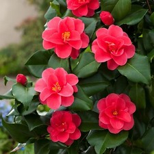 Camellia plant mary for sale  GLASGOW