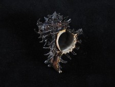 Sea Shell Hexaplex cichoreum 72mm ID#9371 comprar usado Sea Shell Hexaplex cichoreum 72mm ID#9371 comprar usado  Enviando para Brazil