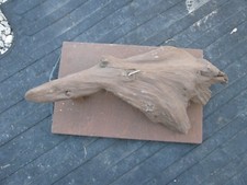 Long used taxidermy for sale  Eugene