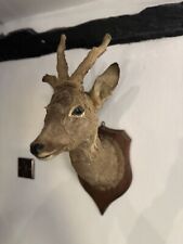 Vintage taxidermy deer for sale  AYLESBURY