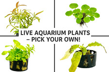 Healthy potted live for sale  ACHARACLE