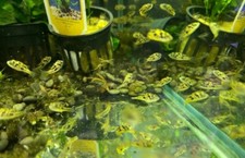 Pea puffer for sale  Royse City