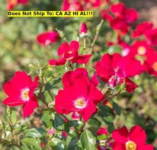 Friendly red rose for sale  Lloyd