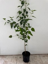 Mulberry tree everbearing for sale  Tampa