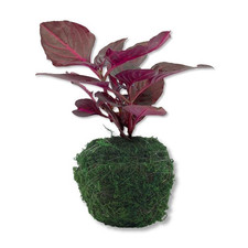 Bloodleaf plant moss for sale  USA