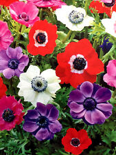 100 anemone caen for sale  MELTON MOWBRAY