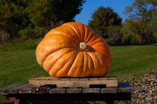 pumpkin seeds for sale  SALISBURY