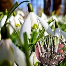 100 english snowdrop for sale  WISBECH