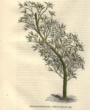 Stampa antica pianta usato  Lecco