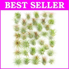 Vibrant count ionantha for sale  Gloucester City