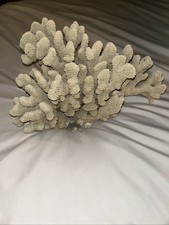 Large natural white for sale  Hilliard