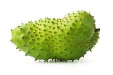 Soursop graviola fresh for sale  INGATESTONE
