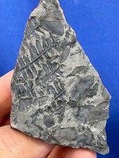 Carboniferous plant fossil gebraucht kaufen  Saarbrücken