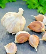 500 garlic german for sale  Marietta