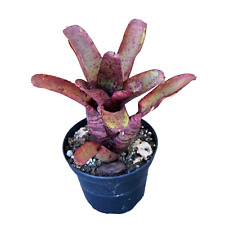 Neoregelia agnes bromeliad usato  Brindisi