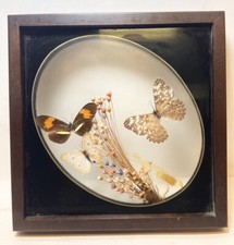 Moth taxidermy butterfly for sale  Covington