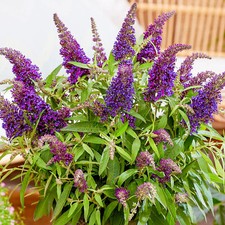 Buddleia butterfly candy for sale  UK