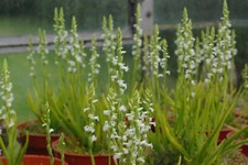 Hardy orchid. spiranthes for sale  LEEDS