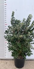 Pianta feijoa acca usato  Altamura