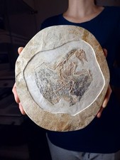 Seltener vogel fossil gebraucht kaufen  Nürtingen