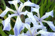 Mottled blue water for sale  TOTNES