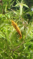 Gold yellow back for sale  Marysville