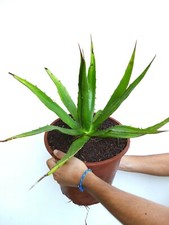 Agave horrida perotensis usato  Napoli