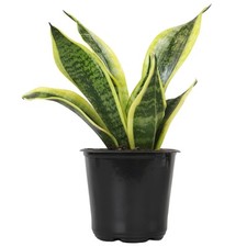 Altman plants live for sale  Lathrop