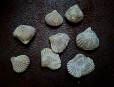 Fossile brachiopode septalipho d'occasion  Coutras