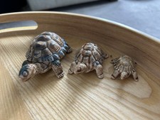Vintage wade tortoises for sale  DERBY
