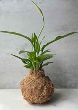 Peace lily kokedama for sale  Morris Plains