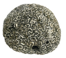 Huge brain coral for sale  Galveston