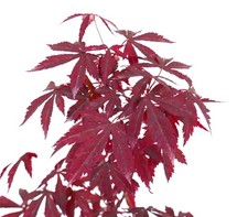 Acer palmatum deshojo usato  Napoli