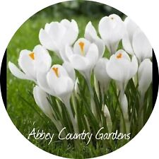 White crocus bulbs for sale  WISBECH