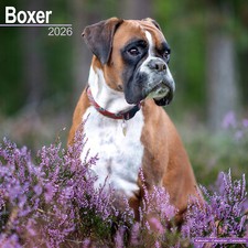 Calendário Boxer 2026 | Parede de presente raça de cachorro 15% OFF VÁRIOS PEDIDOS comprar usado  Enviando para Brazil