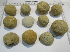 S70 sammlung fossilien gebraucht kaufen  Langenselbold