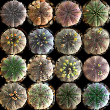 Euphorbia obesa usato  Napoli