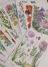 Set vintage botanical for sale  BIRKENHEAD