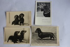 Photographs dogs breed d'occasion  Expédié en Belgium