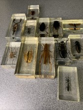 National geographical bugs for sale  BLACKPOOL