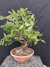 Bonsai glicine usato  Montevarchi
